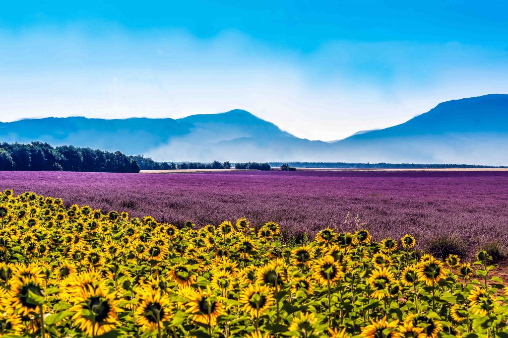 Grasse: The French Town That Perfumed the World