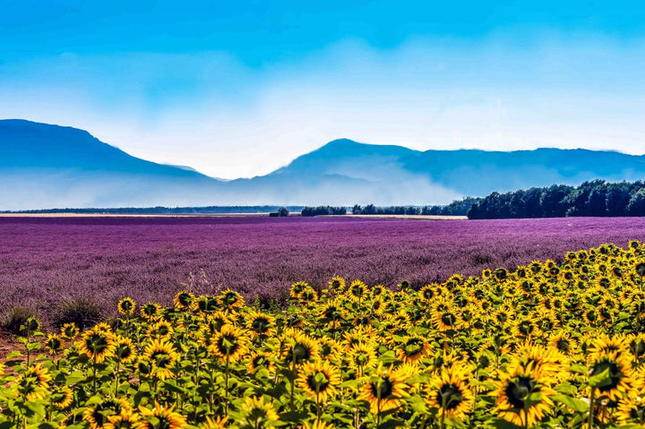 Grasse: The French Town That Perfumed the World