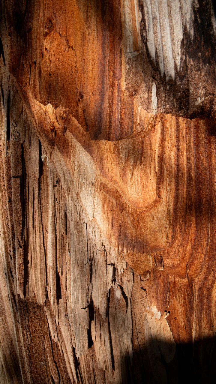 Sandalwood: The Sacred Wood Behind the World's Most Coveted Fragrances