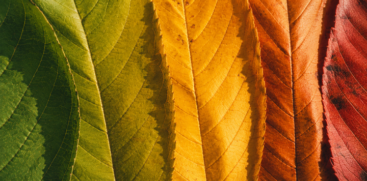 Seasonal Fragrance Guide: What to Wear and When